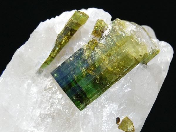 Gem Tourmaline Crystals on Quartz, Brazil T684  