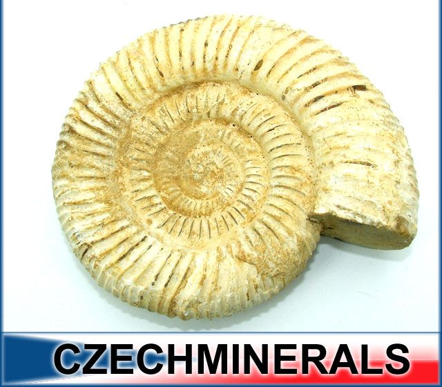 amon098 ammonites ammonitida are an extinct group of marine animals 