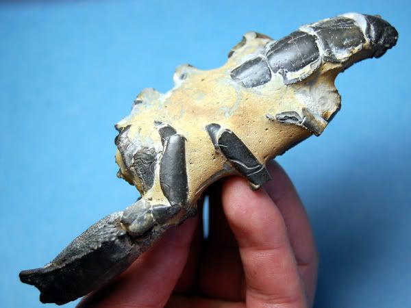 Mangrove Fossil Lobster, Thalassina anomala, Australia  