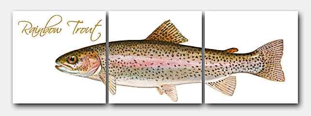 FISH RAINBOW TROUT Ceramic Tile Mural 12x4  