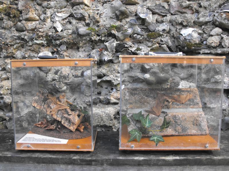   Rare Mid 20thC Cases of Preserved Taxidermy Pipistrelle Bats  