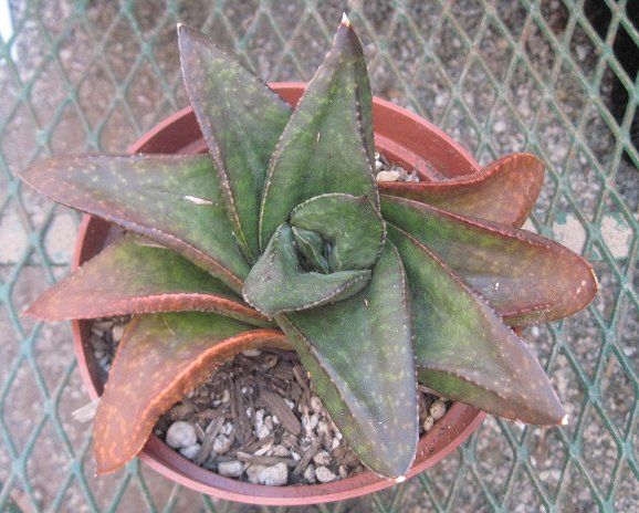 Gasteria Hybrid 74 Big Succulent Leaves Rusted Edges  