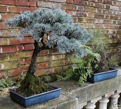 WOW 100 COLORADO BLUE SPRUCE BONSAI SEEDS  