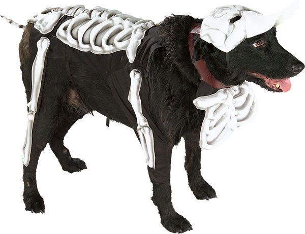 Large Dog Corpse Bride Dog Costume   Dog Costumes  