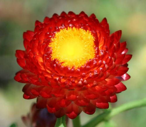 Fire Ball Strawflower  20 seeds  