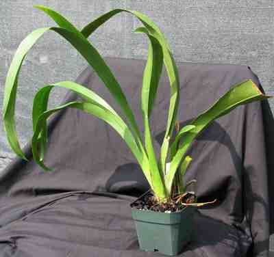 SO90 Orchid Plant Miltassia Royal Robe AM/AOS  