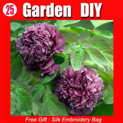 20 Seed Chinas Flower Purple Quebec Peony Seeds 25  