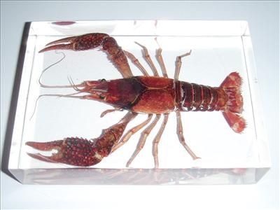 Red Lobster (Freshwater Crayfish)   Large Specimen  