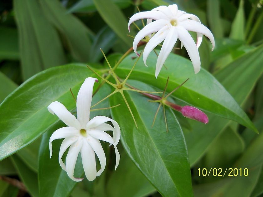 Fragrant angel wing jasmine Jasminum nitidum PLANT N  