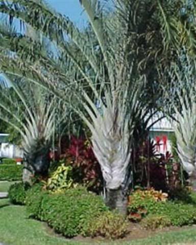 Triangle PALM Tree Powder Blue/Green Leaves LIVE Plant  