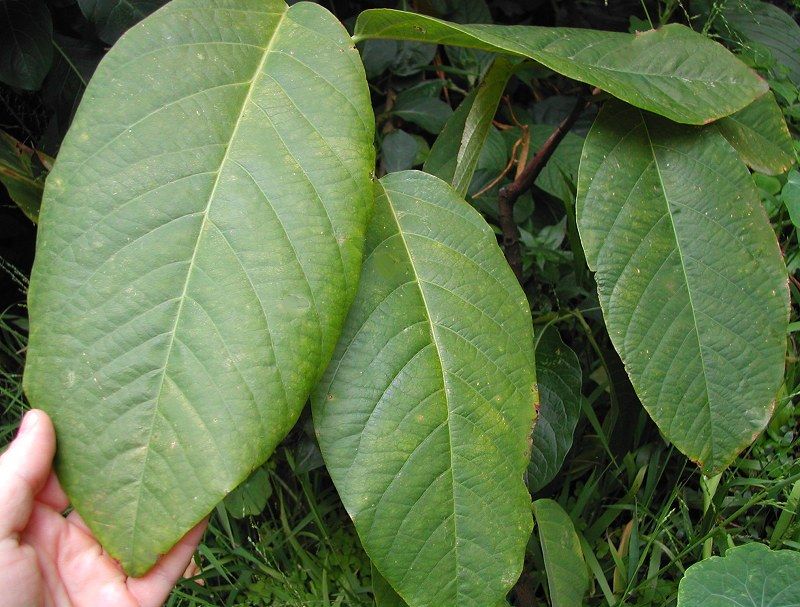 Rare Tree Passion Flower   Passiflora lindeniana  